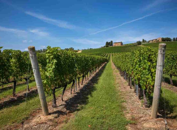 Andrea Rossi conquista il terzo mandato da presidente a Nobile di Montepulciano