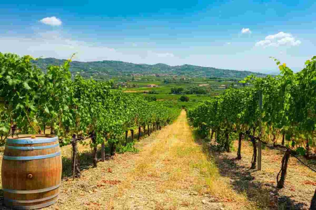 Calabria celebra il vino: debutto del Merano Wine Festival a Cirò