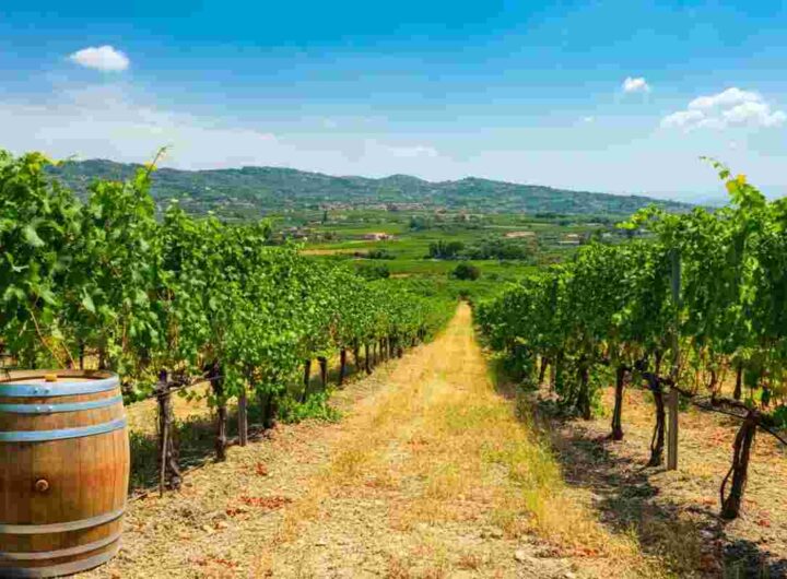 Calabria celebra il vino: debutto del Merano Wine Festival a Cirò