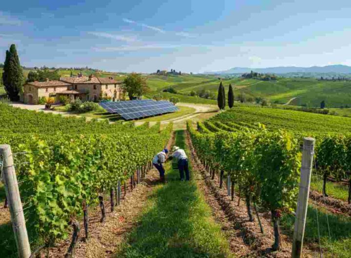 Cantina Tollo fa la storia con la certificazione Equalitas