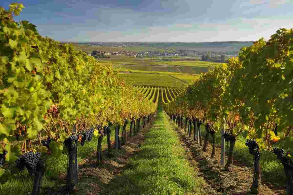 Champagne 2013: come si presenta la vendemmia a fine agosto