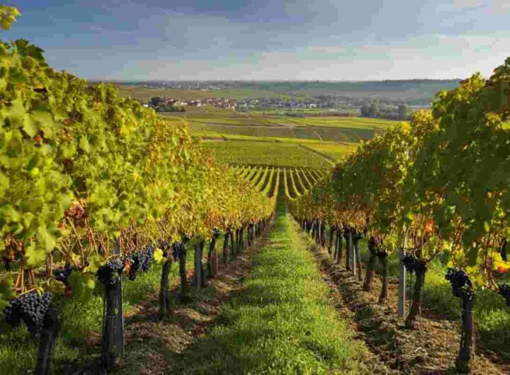 Champagne 2013: come si presenta la vendemmia a fine agosto