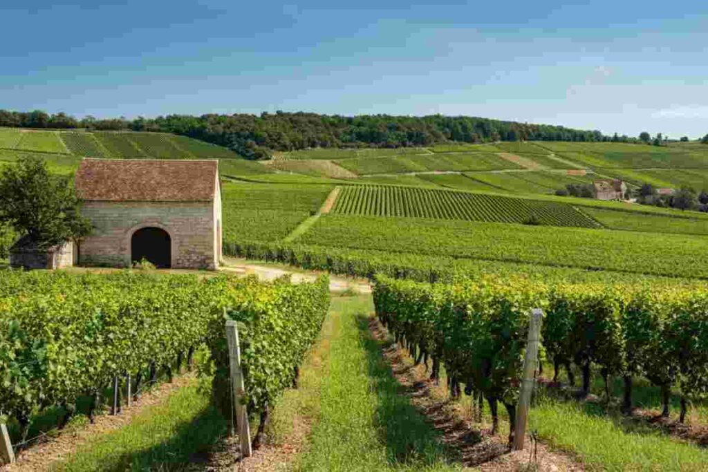 Domaine Lequin: alla scoperta dei vini di culto che conquistano il palato