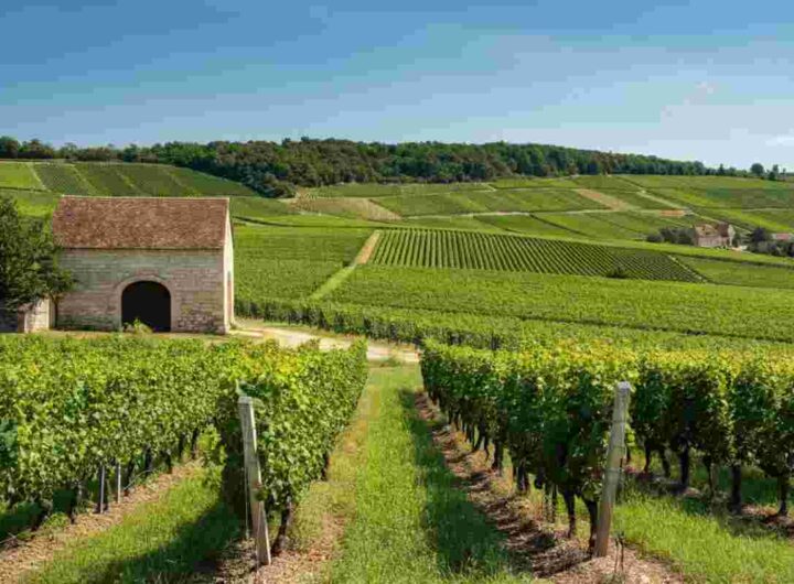 Domaine Lequin: alla scoperta dei vini di culto che conquistano il palato