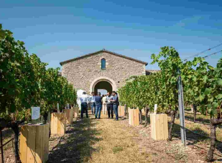 Enovitis in Campo 2025: la viticoltura protagonista dell'evento del 18 giugno