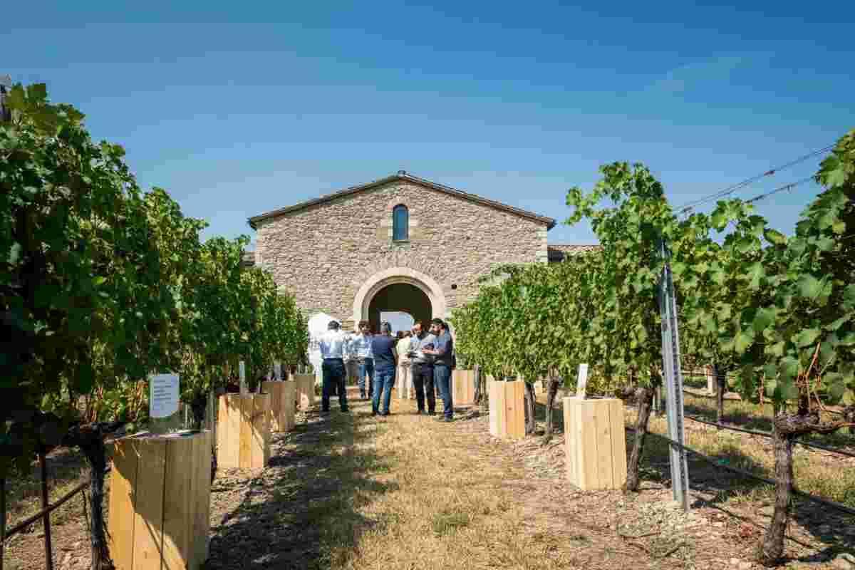 Enovitis in Campo 2025: la viticoltura protagonista dell'evento del 18 giugno