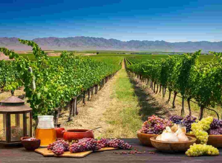 Il Concours Mondial de Bruxelles: un viaggio alla scoperta del Ningxia in Cina