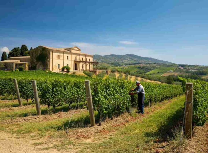 Il Gruppo Italiano Vini conquista Tenuta Rapitalà: un nuovo capitolo in Sicilia