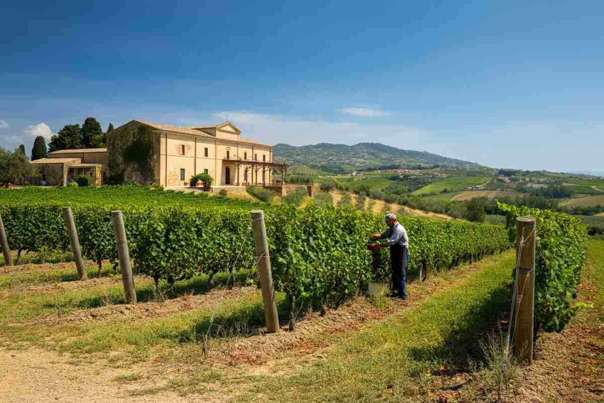 Il Gruppo Italiano Vini conquista Tenuta Rapitalà: un nuovo capitolo in Sicilia