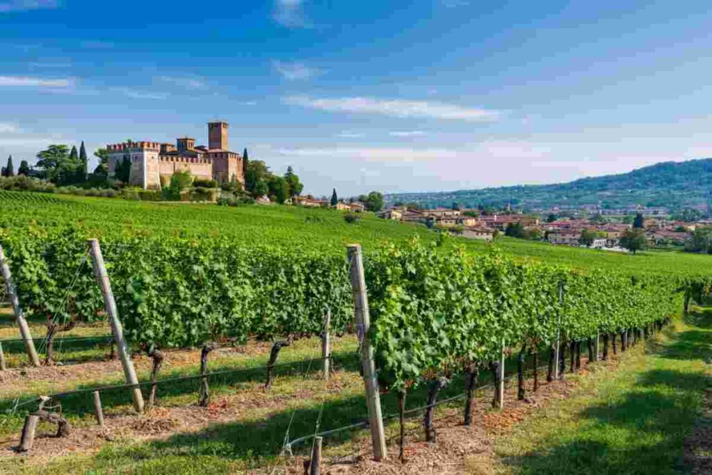 Il fascino del vino: il legame tra Conte Collalto e la cultura giapponese