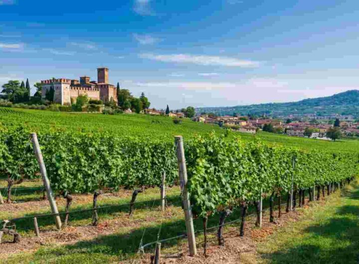 Il fascino del vino: il legame tra Conte Collalto e la cultura giapponese