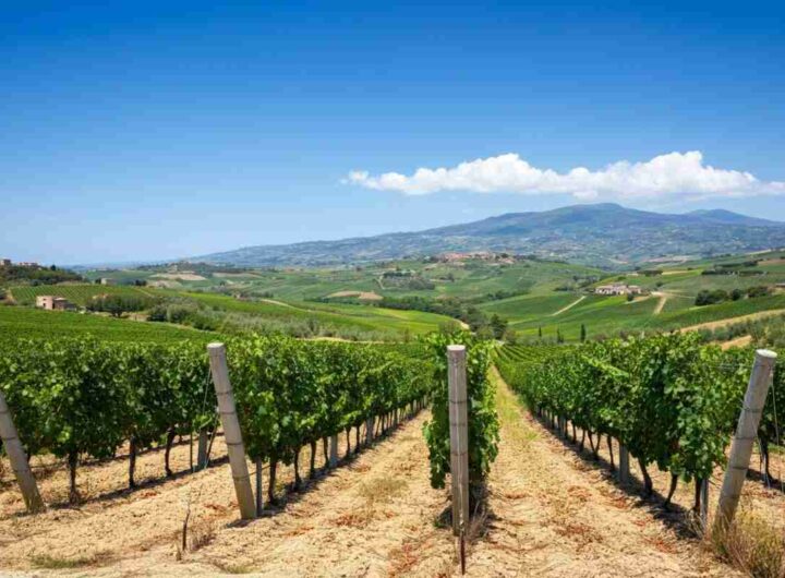 Il manifesto di Noto: rivoluzionare il mondo del vino contemporaneo
