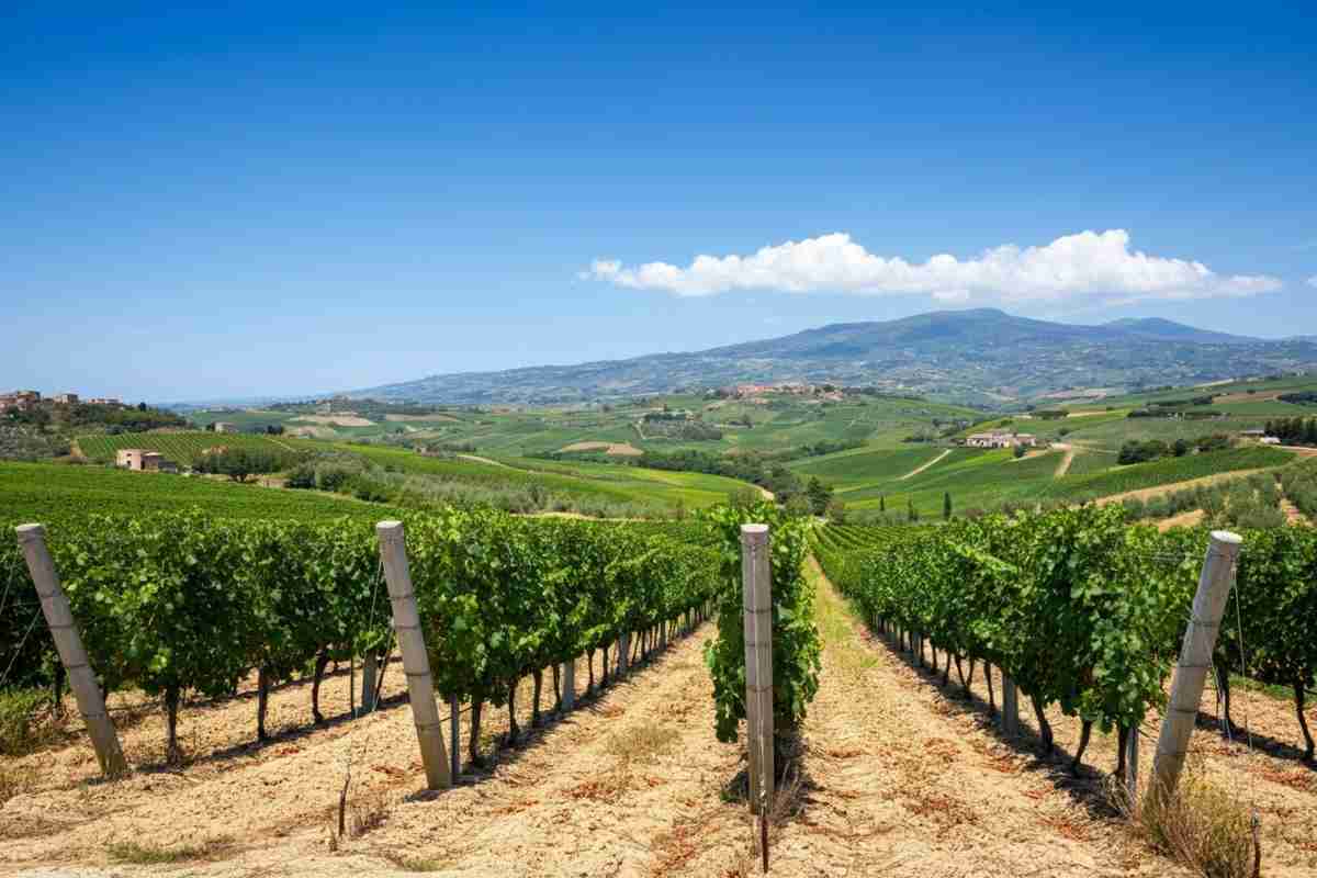 Il manifesto di Noto: rivoluzionare il mondo del vino contemporaneo