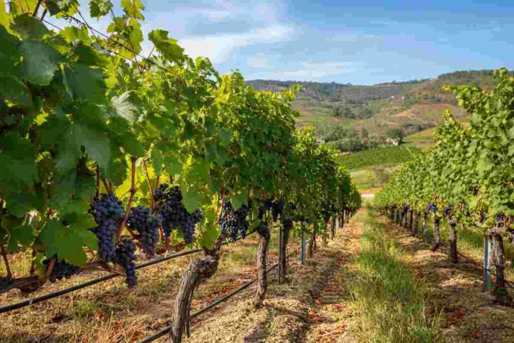 Il miglior vino del mondo nel 2025? Ancora una volta è portoghese al Concorso Internazionale Città del Vino