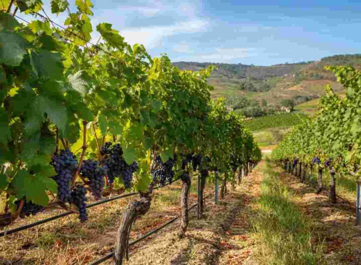 Il miglior vino del mondo nel 2025? Ancora una volta è portoghese al Concorso Internazionale Città del Vino