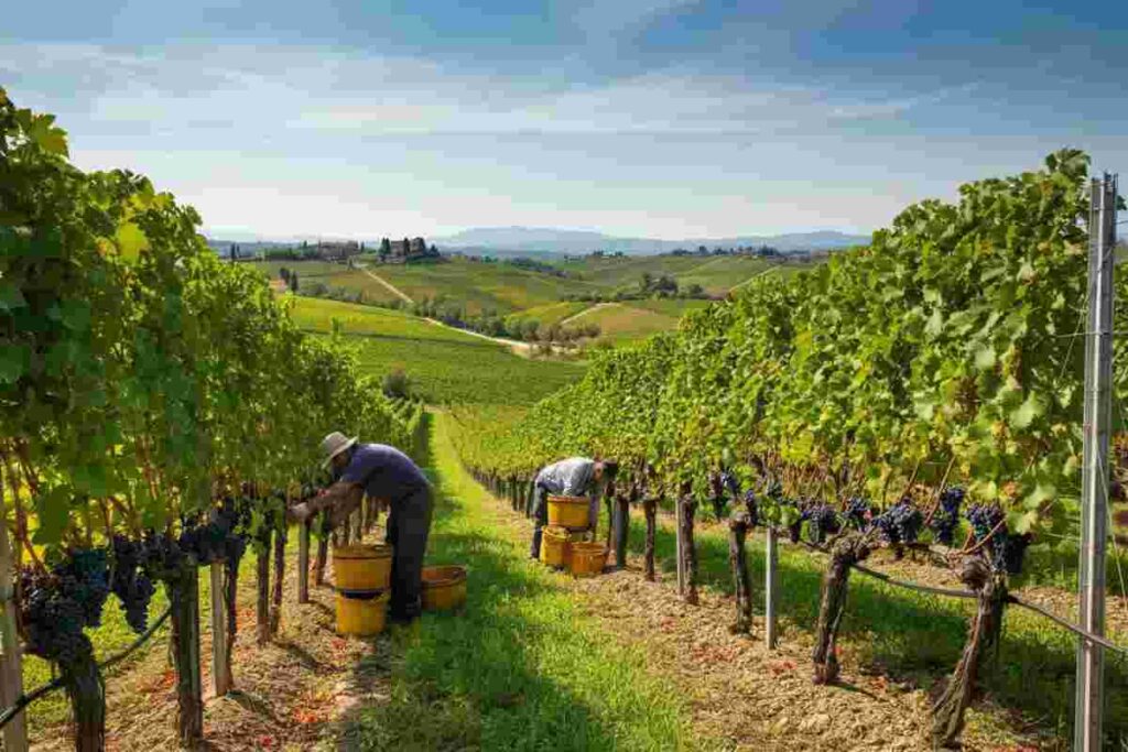 Il vino italiano affronta una sfida: export in calo del 7,5% negli USA ad aprile