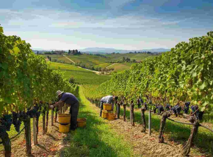 Il vino italiano affronta una sfida: export in calo del 7,5% negli USA ad aprile