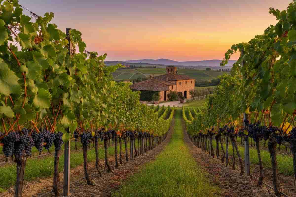 Il vino italiano conquista l'Asia: export previsto a 343 milioni nel 2024