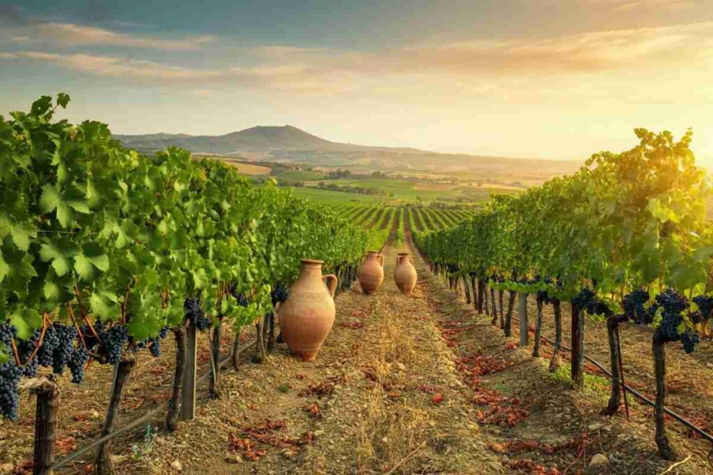 InnoNDA: come ridurre l'alcol e rivoluzionare il Nero d'Avola