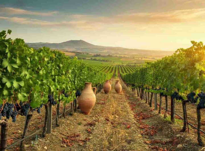 InnoNDA: come ridurre l'alcol e rivoluzionare il Nero d'Avola