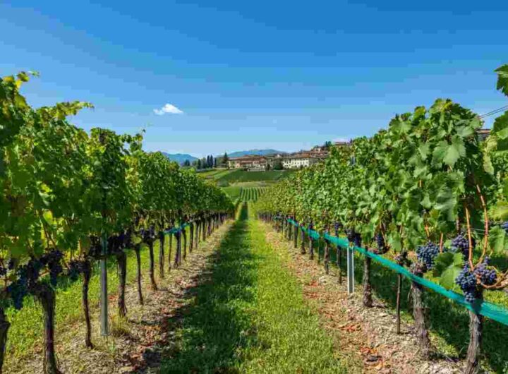 Investimenti da 2,4 milioni per valorizzare i vini di qualità del Friuli VG