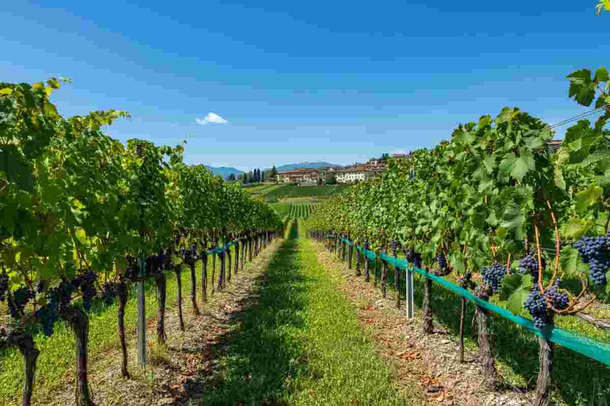 Investimenti da 2,4 milioni per valorizzare i vini di qualità del Friuli VG