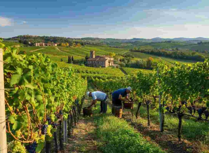 Italian wines shine at the Decanter World Wine Awards 2025