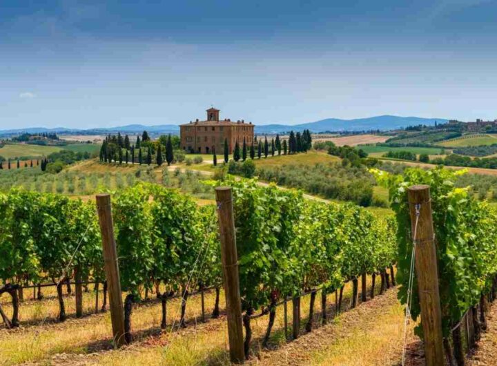 La Fondazione Giuseppe Olmo esplora il mondo affascinante dei vini in una giornata di studio unica