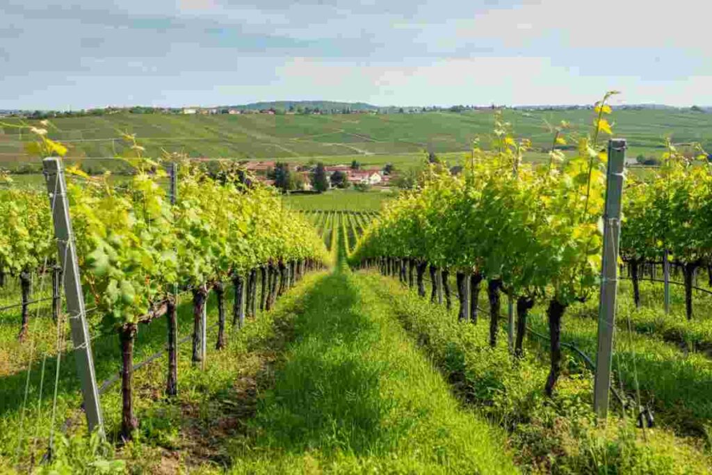 La fioritura della vite a Tenute Tomasella: un segnale di eleganza per l'annata 2025