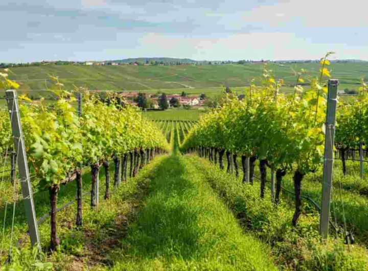 La fioritura della vite a Tenute Tomasella: un segnale di eleganza per l'annata 2025