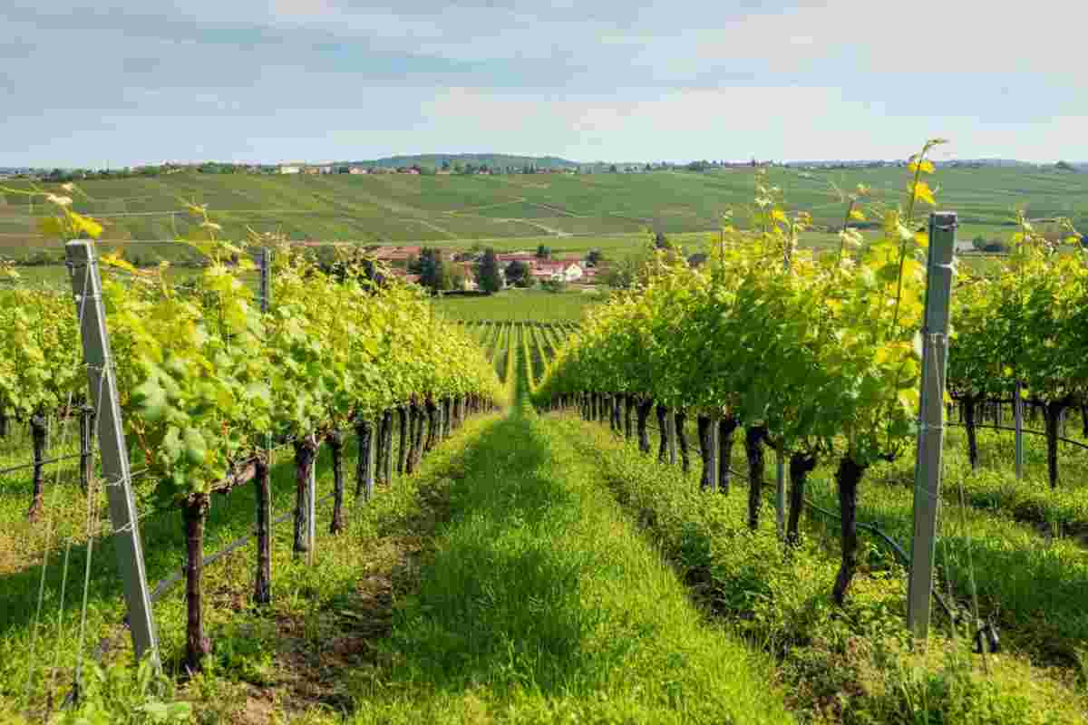 La fioritura della vite a Tenute Tomasella: un segnale di eleganza per l'annata 2025