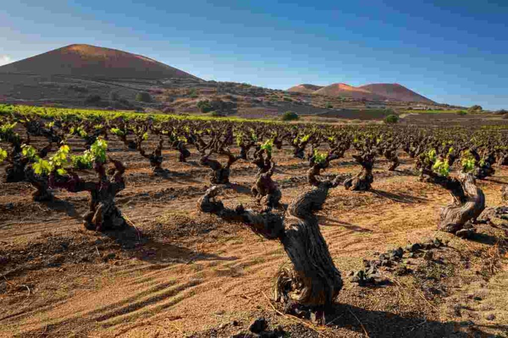 La sorprendente resilienza dei vigneti: il nuovo libro di Girardi svela storie di sopravvivenza