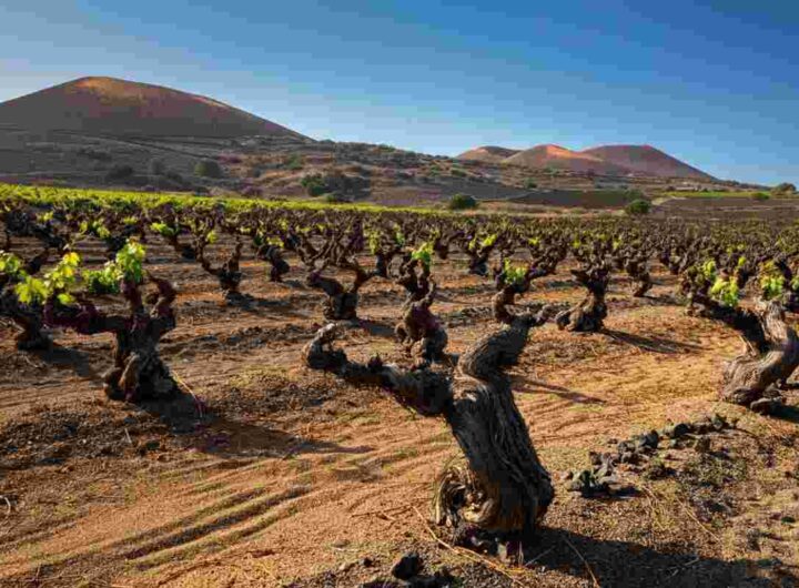 La sorprendente resilienza dei vigneti: il nuovo libro di Girardi svela storie di sopravvivenza