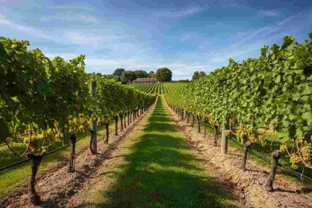 La sorprendente rinascita dei vini bianchi pregiati nel Regno Unito