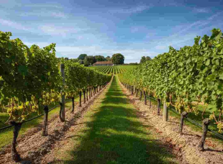 La sorprendente rinascita dei vini bianchi pregiati nel Regno Unito
