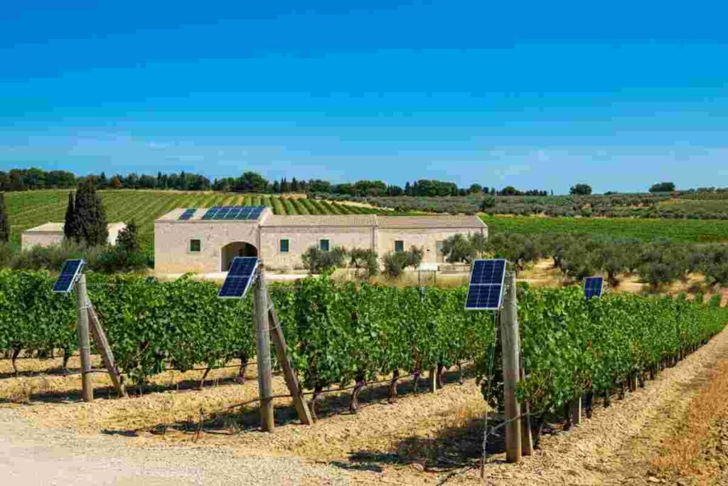 Liantonio riconfermato alla guida del Consorzio Castel del Monte: cosa cambia per il futuro?