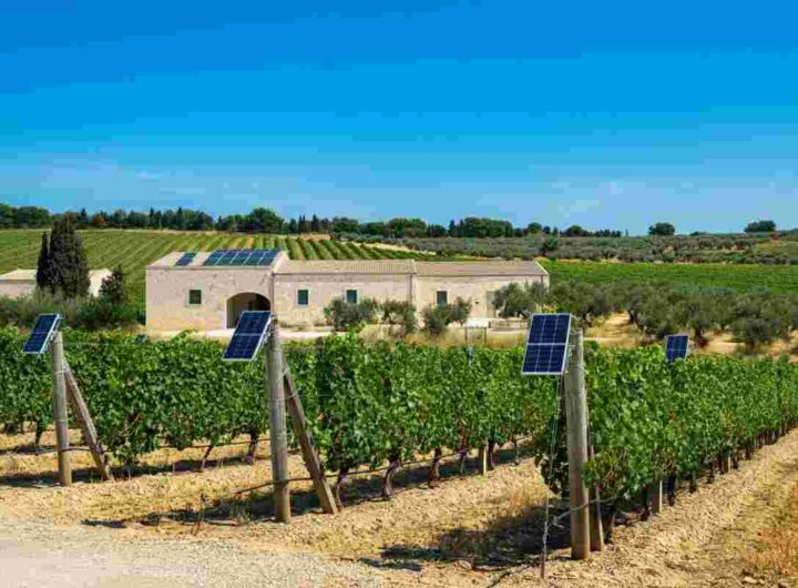 Liantonio riconfermato alla guida del Consorzio Castel del Monte: cosa cambia per il futuro?