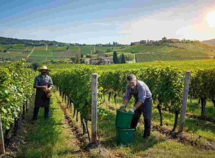 Losito, Guarrini e Torrevilla uniscono le forze per una vendemmia 2025 all'insegna della solidarietà