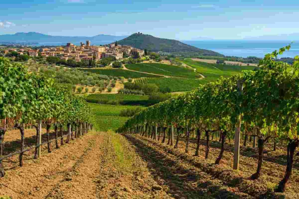 Morellino di Scansano: il sangiovese che conquista il mondo del vino