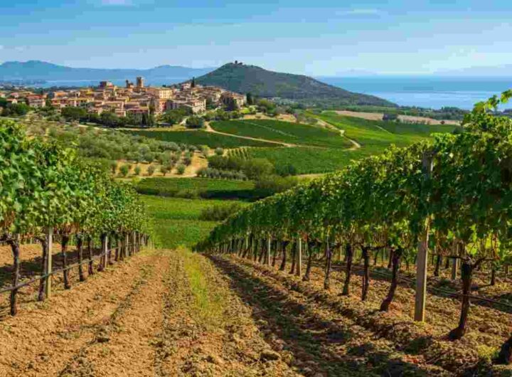 Morellino di Scansano: il sangiovese che conquista il mondo del vino