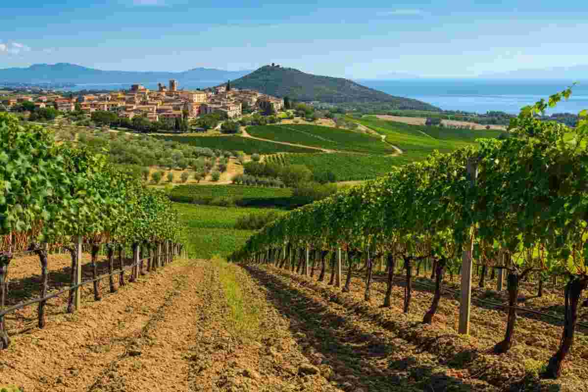 Morellino di Scansano: il sangiovese che conquista il mondo del vino