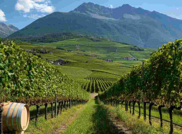 Nicolas Bovard eletto nuovo presidente del Consorzio Vini Valle d’Aosta