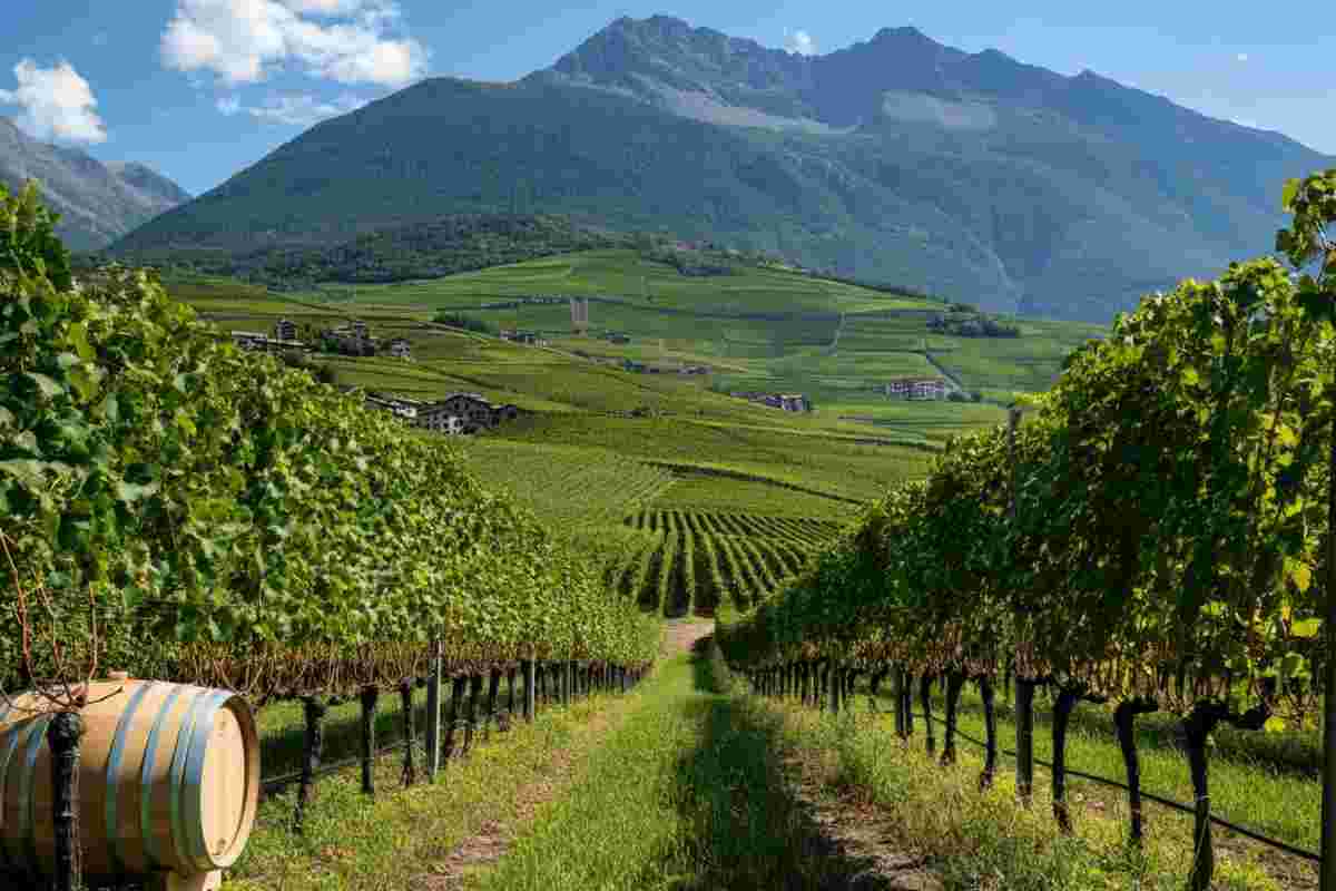 Nicolas Bovard eletto nuovo presidente del Consorzio Vini Valle d’Aosta