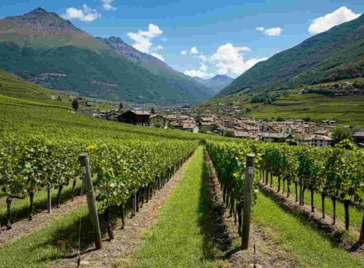 Nuove energie per il Consorzio Vini Valle d’Aosta: ecco il cambio di direttivo