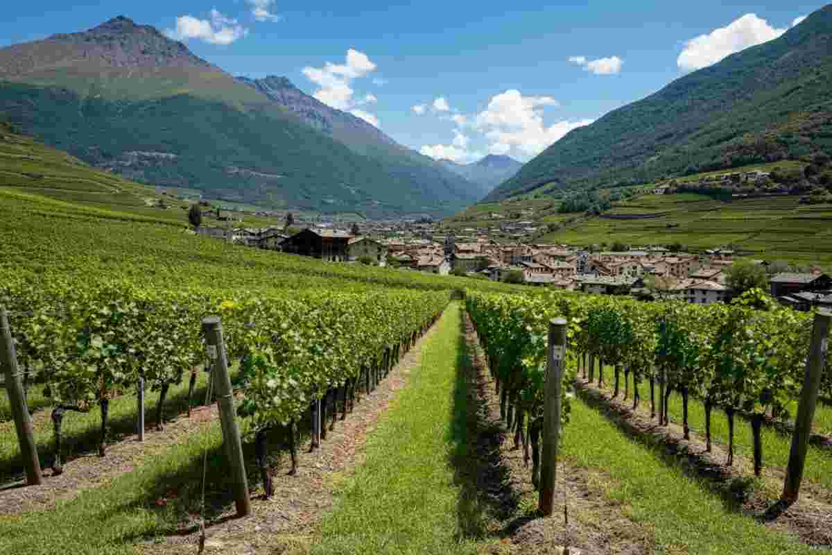 Nuove energie per il Consorzio Vini Valle d’Aosta: ecco il cambio di direttivo