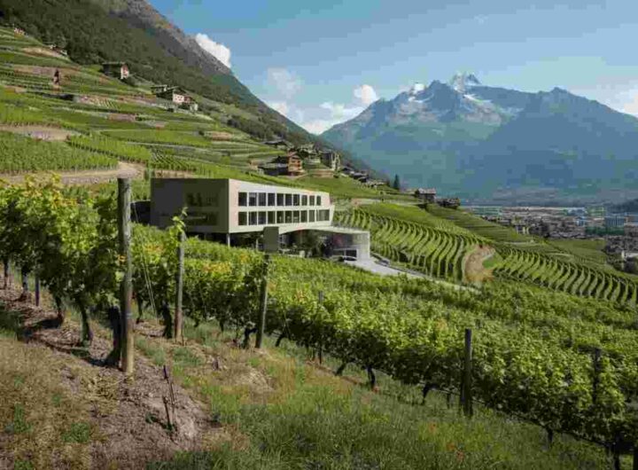 Nuovo presidente per il Consorzio Vini Valle d’Aosta: Bovard alla guida del cambiamento