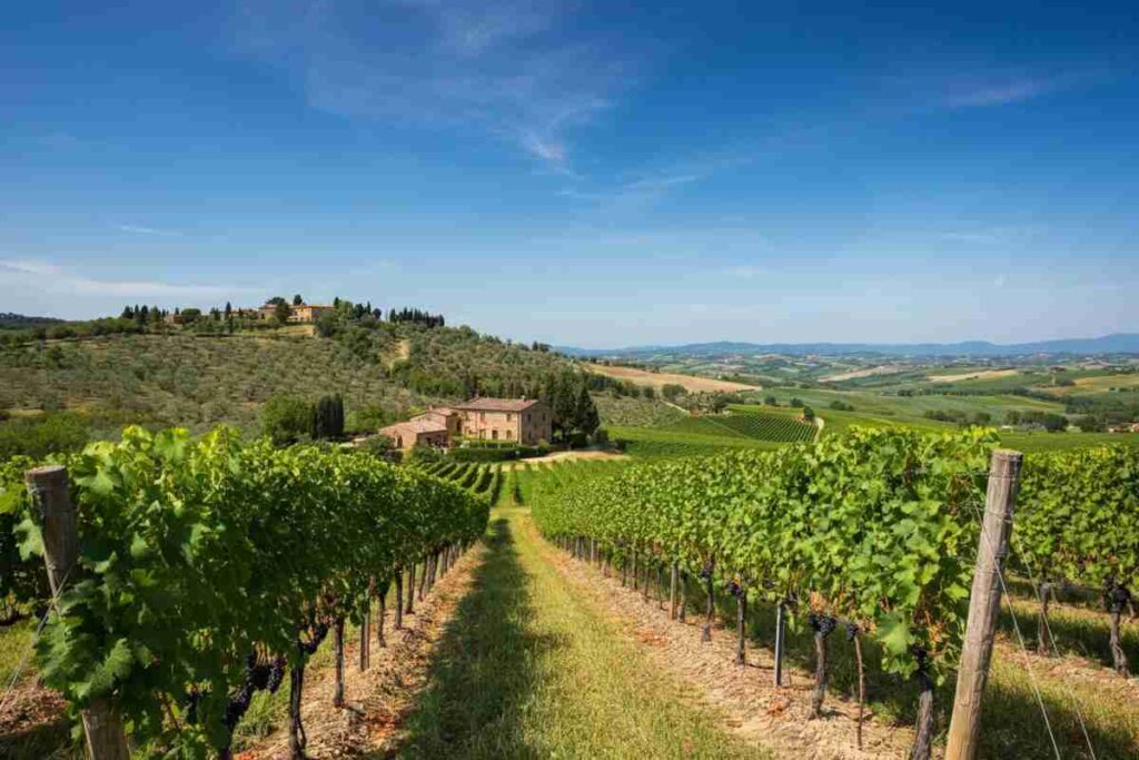 Petricci riporta il Consorzio Suvereto e Val di Cornia verso nuove sfide