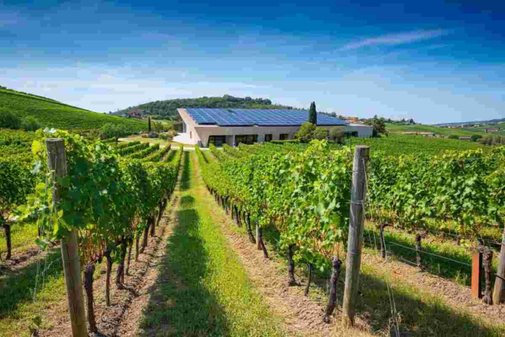 Raccontare e innovare il vino: scopri il Manifesto Envisioning2035 Wine (R)evolution