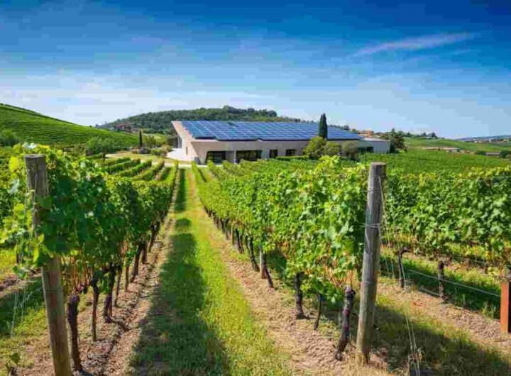 Raccontare e innovare il vino: scopri il Manifesto Envisioning2035 Wine (R)evolution