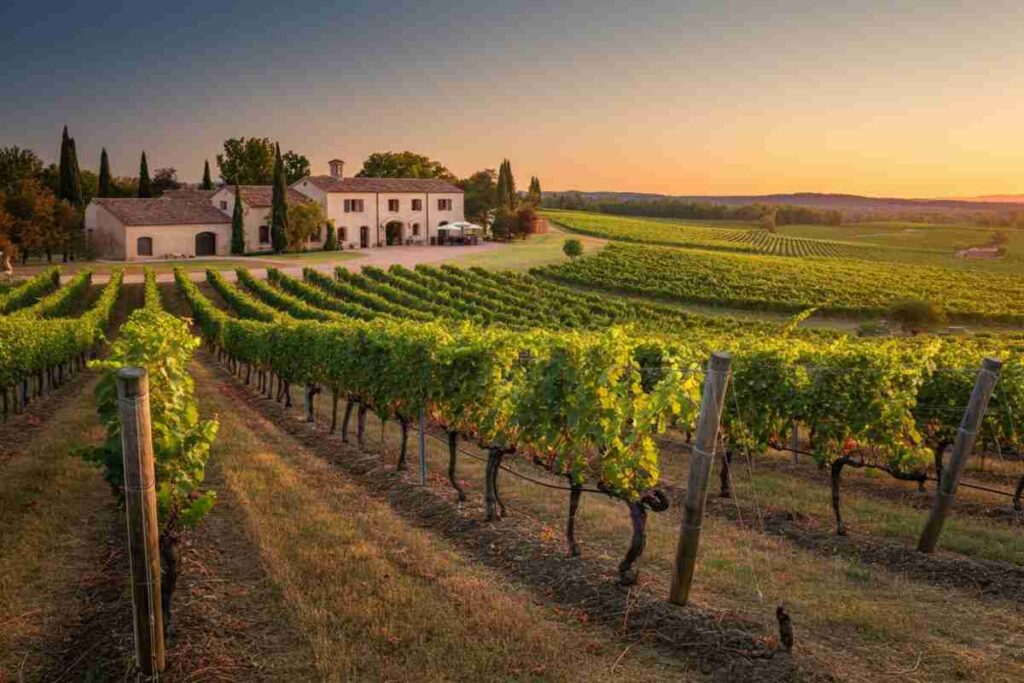 Scopri Wine Suite: il tuo alleato per prenotazioni senza stress
